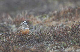 Eurasian Dotterel