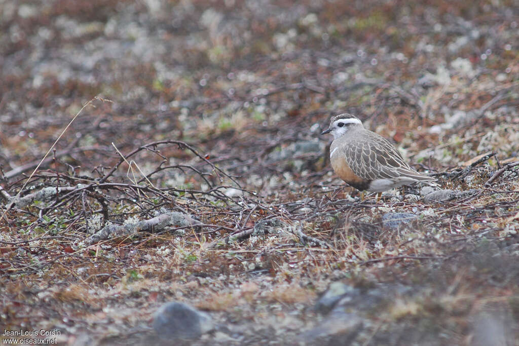 Eurasian Dottereladult breeding, habitat