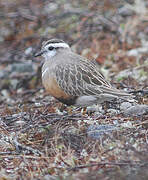 Eurasian Dotterel