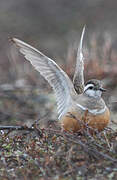 Eurasian Dotterel