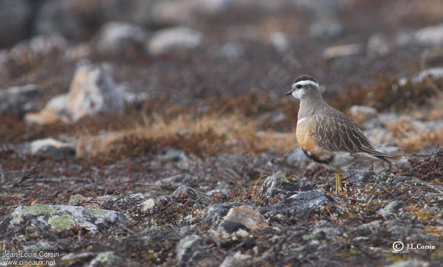 Eurasian Dotterel female adult transition, identification