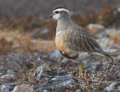 Eurasian Dotterel