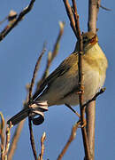 Willow Warbler