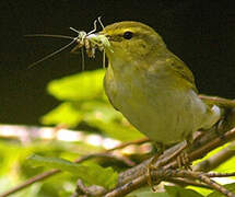 Wood Warbler