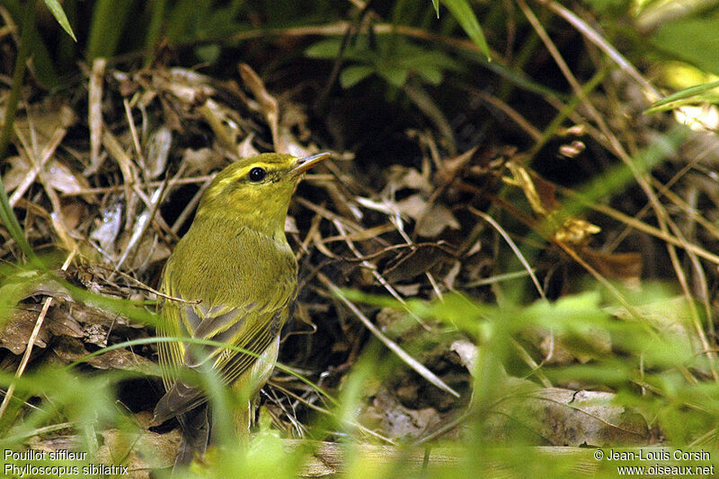 Wood Warbler