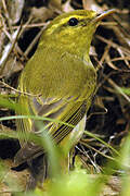 Wood Warbler