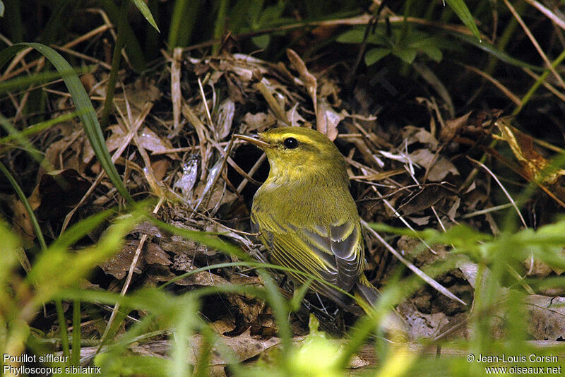 Wood Warbler