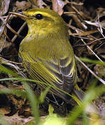 Wood Warbler