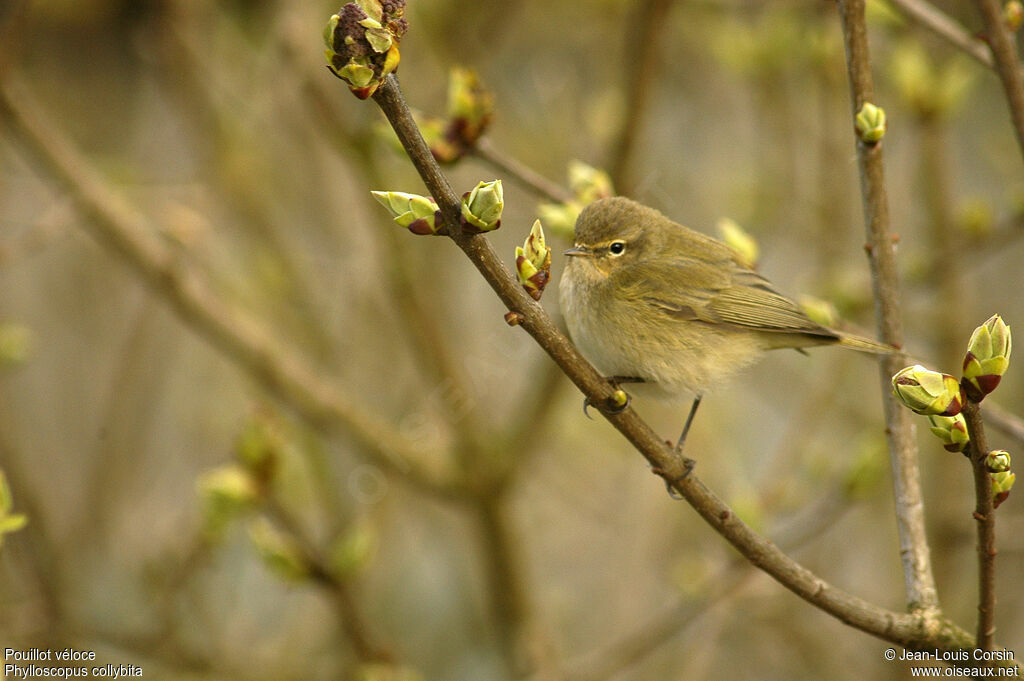 Common Chiffchaff