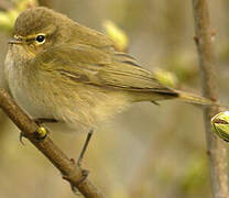 Common Chiffchaff