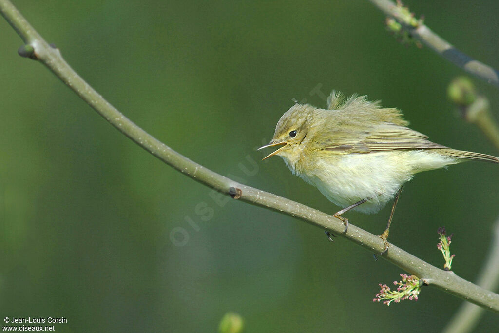 Common Chiffchaff