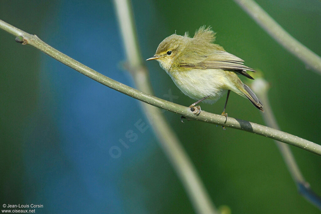 Common Chiffchaff