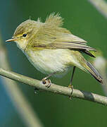 Common Chiffchaff