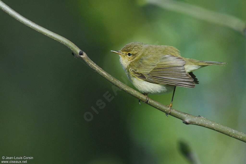 Common Chiffchaff