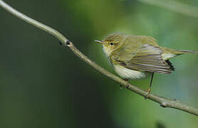 Common Chiffchaff