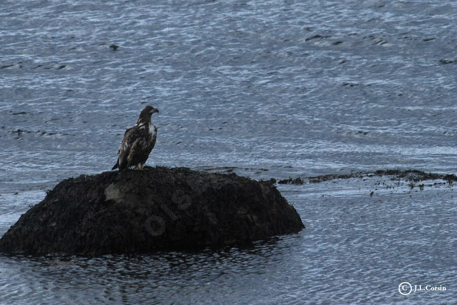 White-tailed Eagle