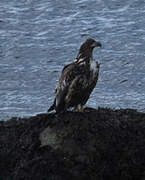 White-tailed Eagle