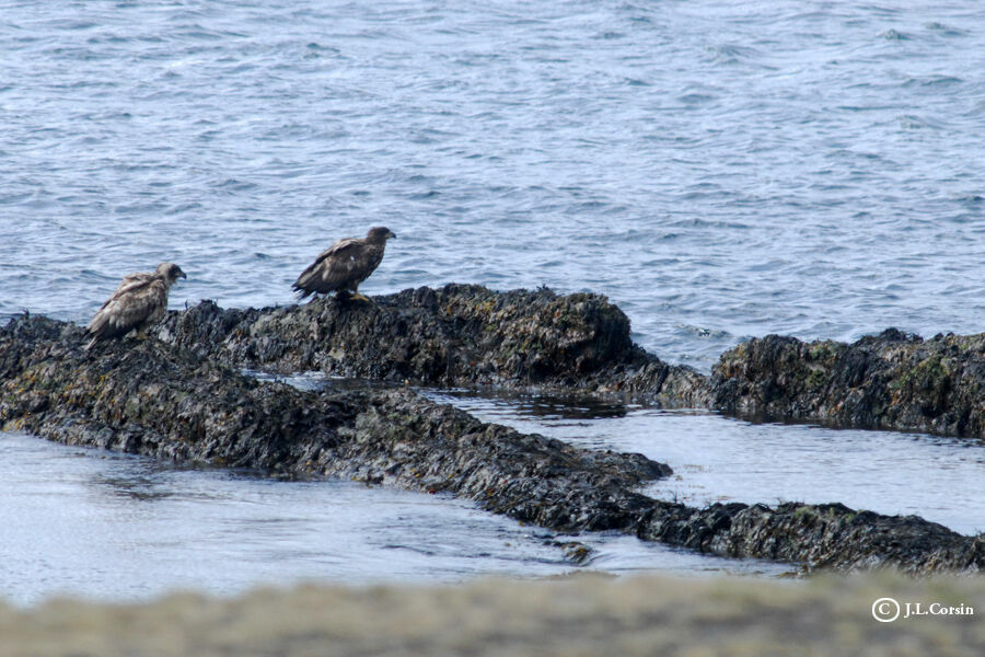 White-tailed Eagle