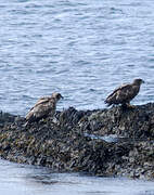 White-tailed Eagle