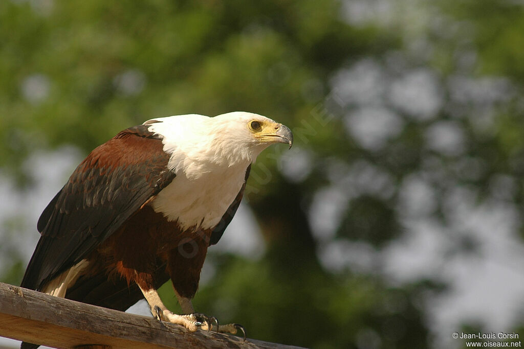 African Fish Eagle