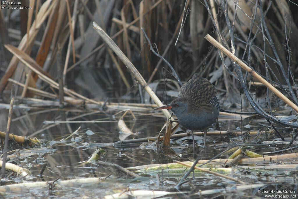 Water Rail