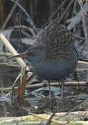 Water Rail