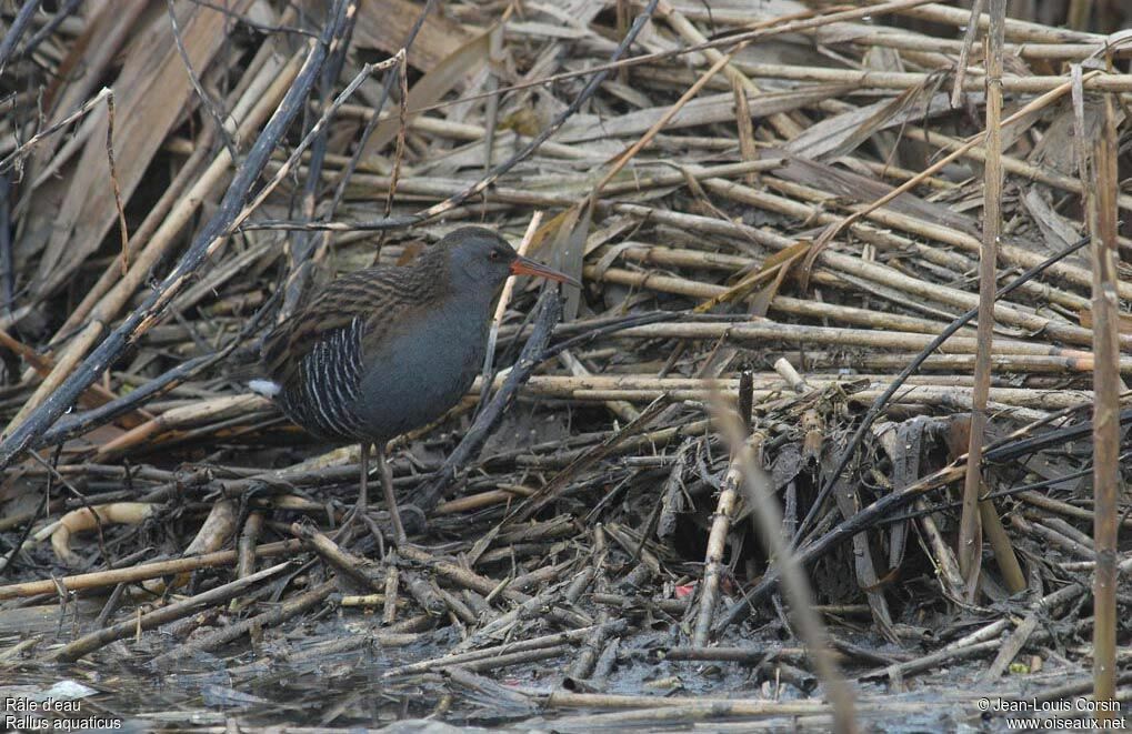 Water Rail