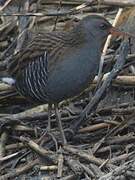 Water Rail