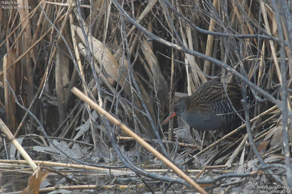 Water Rail