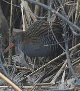 Water Rail