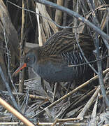 Water Rail