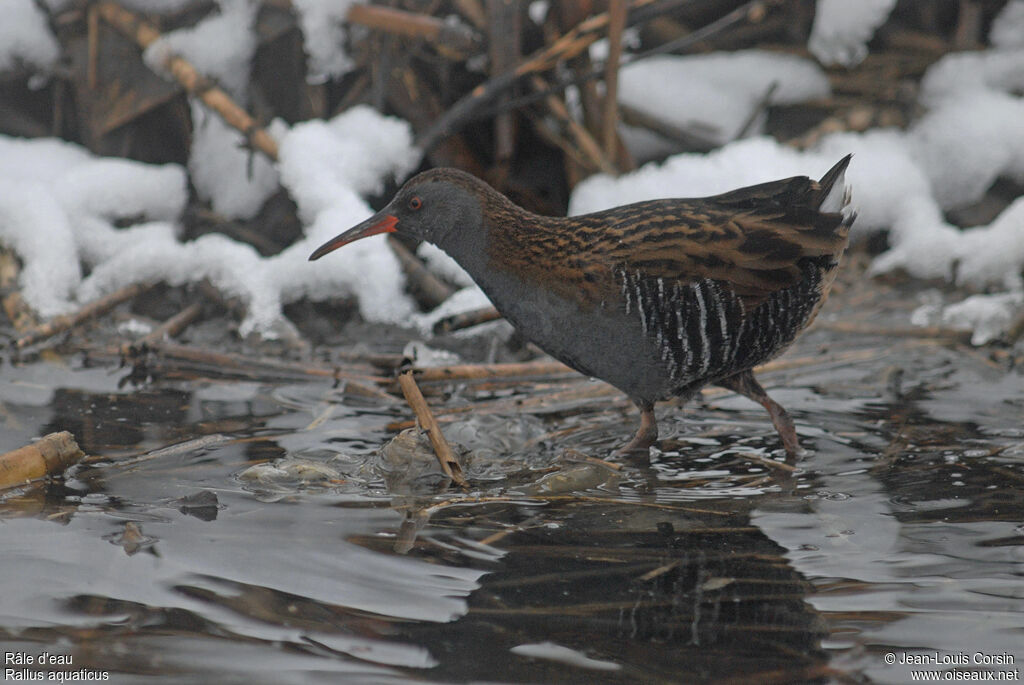 Water Rail