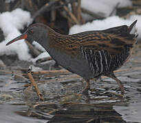 Water Rail