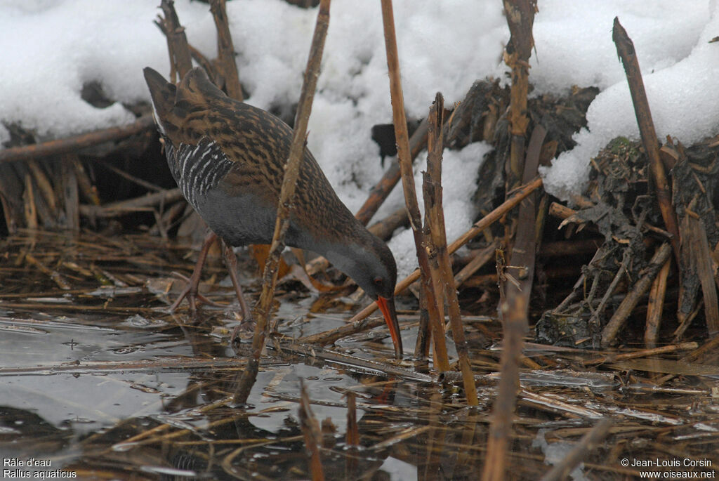 Water Rail