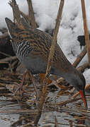 Water Rail