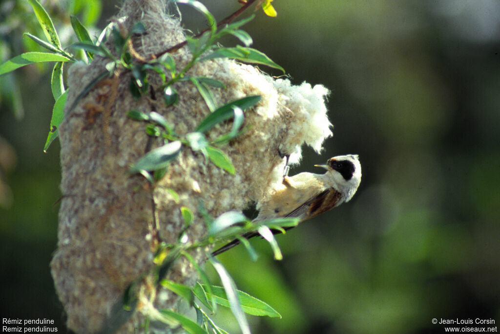 Eurasian Penduline Titadult