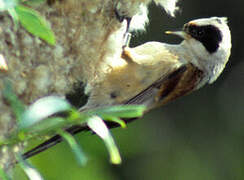 Eurasian Penduline Tit