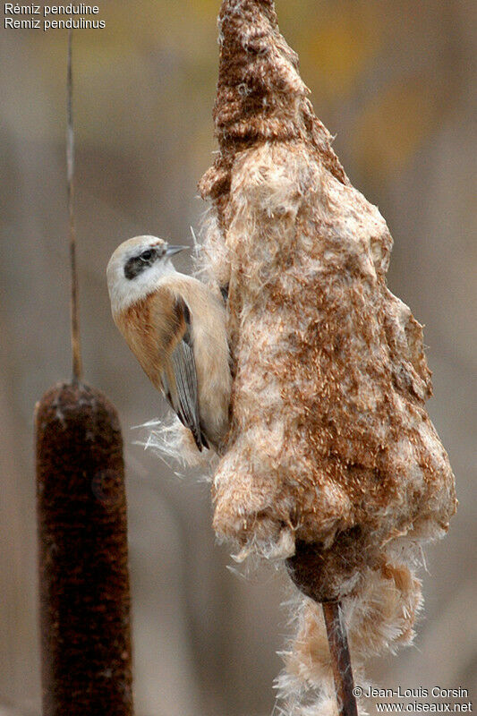 Rémiz penduline