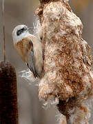 Eurasian Penduline Tit