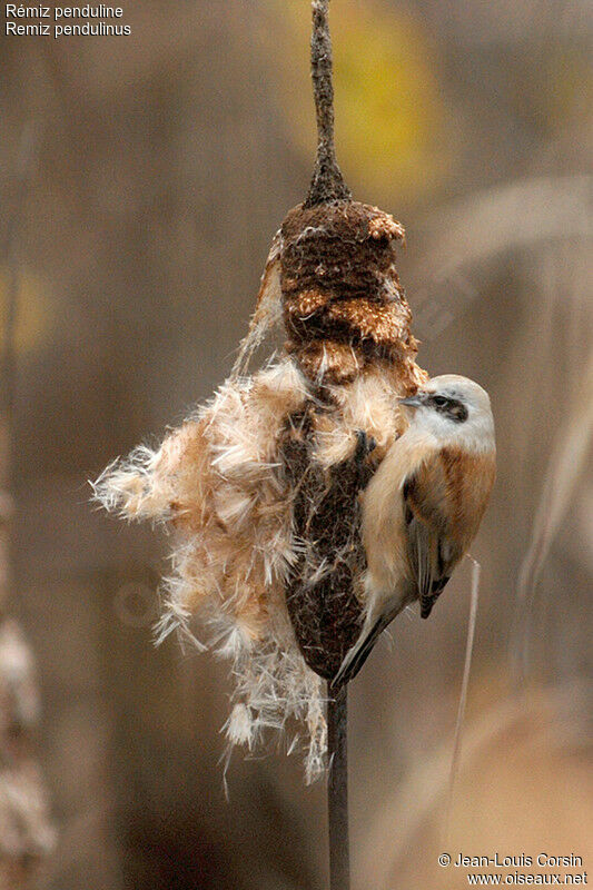 Rémiz penduline