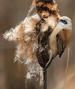 Eurasian Penduline Tit