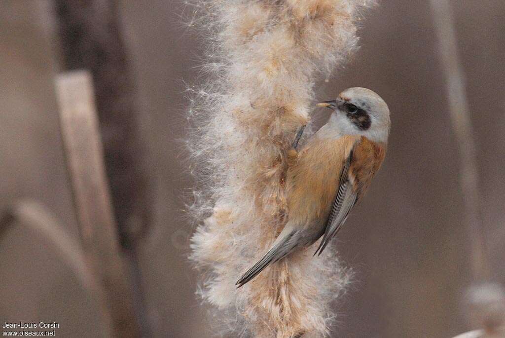 Rémiz penduline