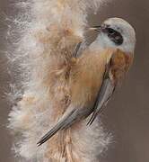 Eurasian Penduline Tit