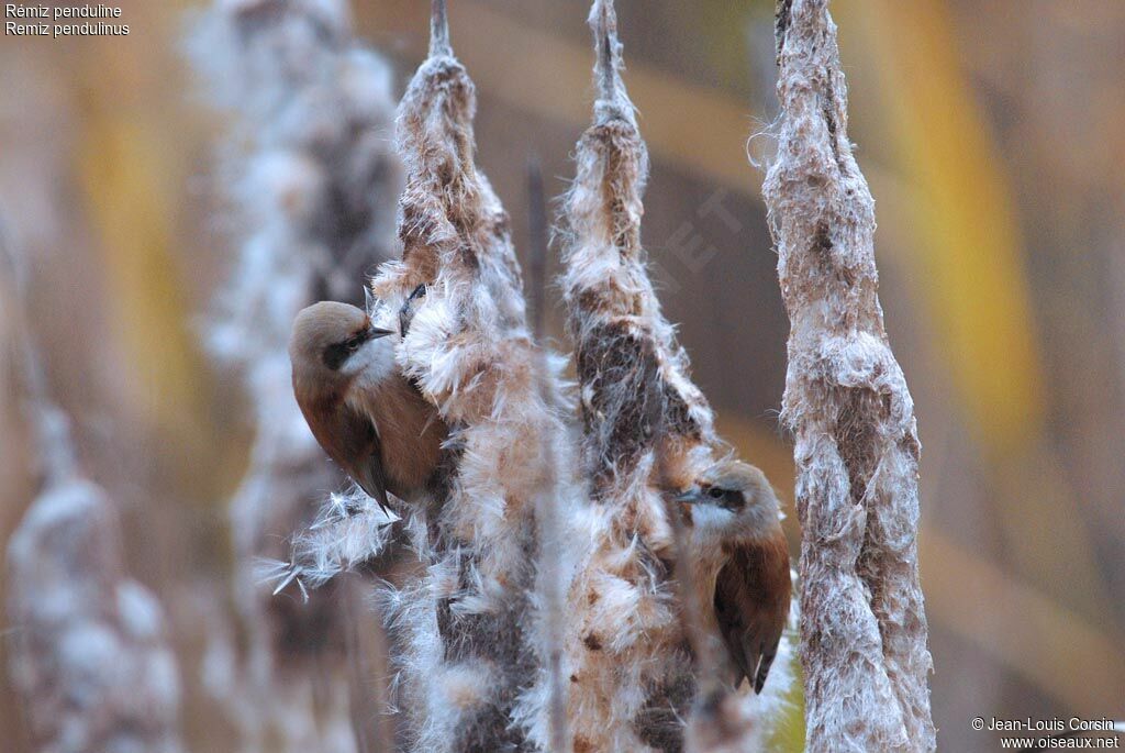 Rémiz penduline