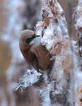 Rémiz penduline