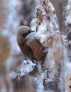 Eurasian Penduline Tit