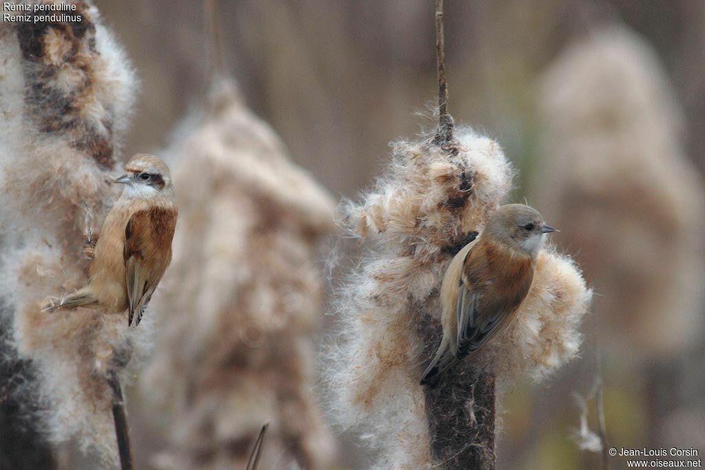 Eurasian Penduline Tit