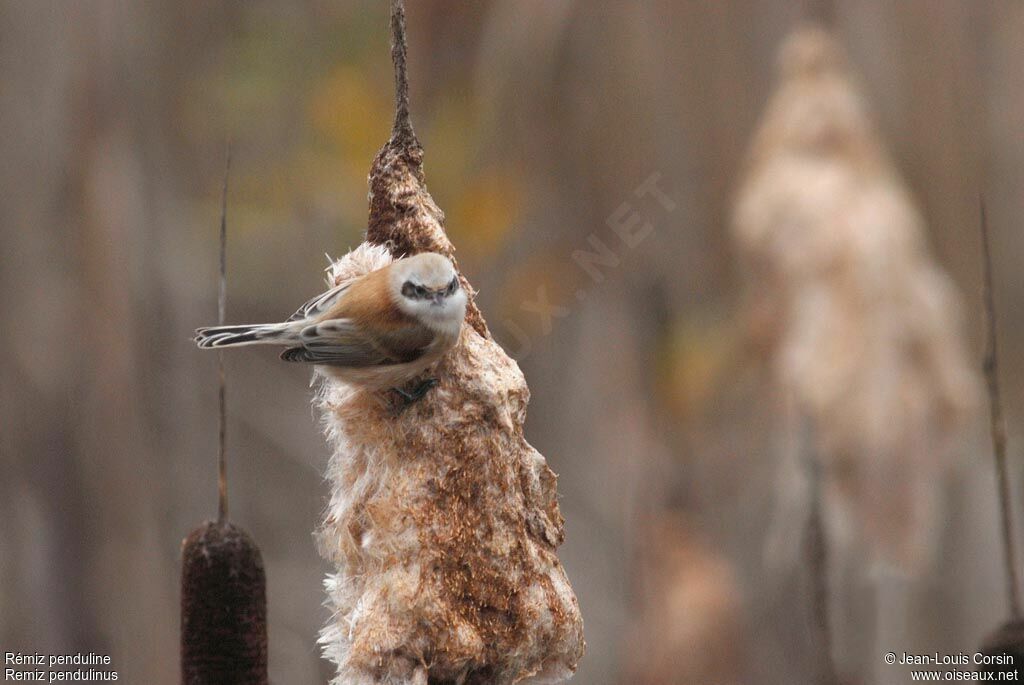 Eurasian Penduline Tit