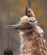 Rémiz penduline