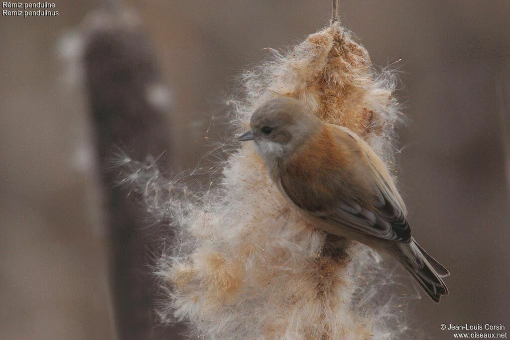 Rémiz penduline